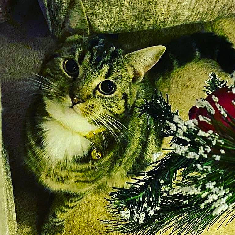 Maisie is registered to the contest to win money with this photo: art, carnivore, cat, conifer, domestic_short_haired_cat, felidae, fur, grass, holiday, illustration, paint, painting, paw, small_to_medium_sized_cats, snout, tail, terrestrial_animal, whiskers, wildlife, window