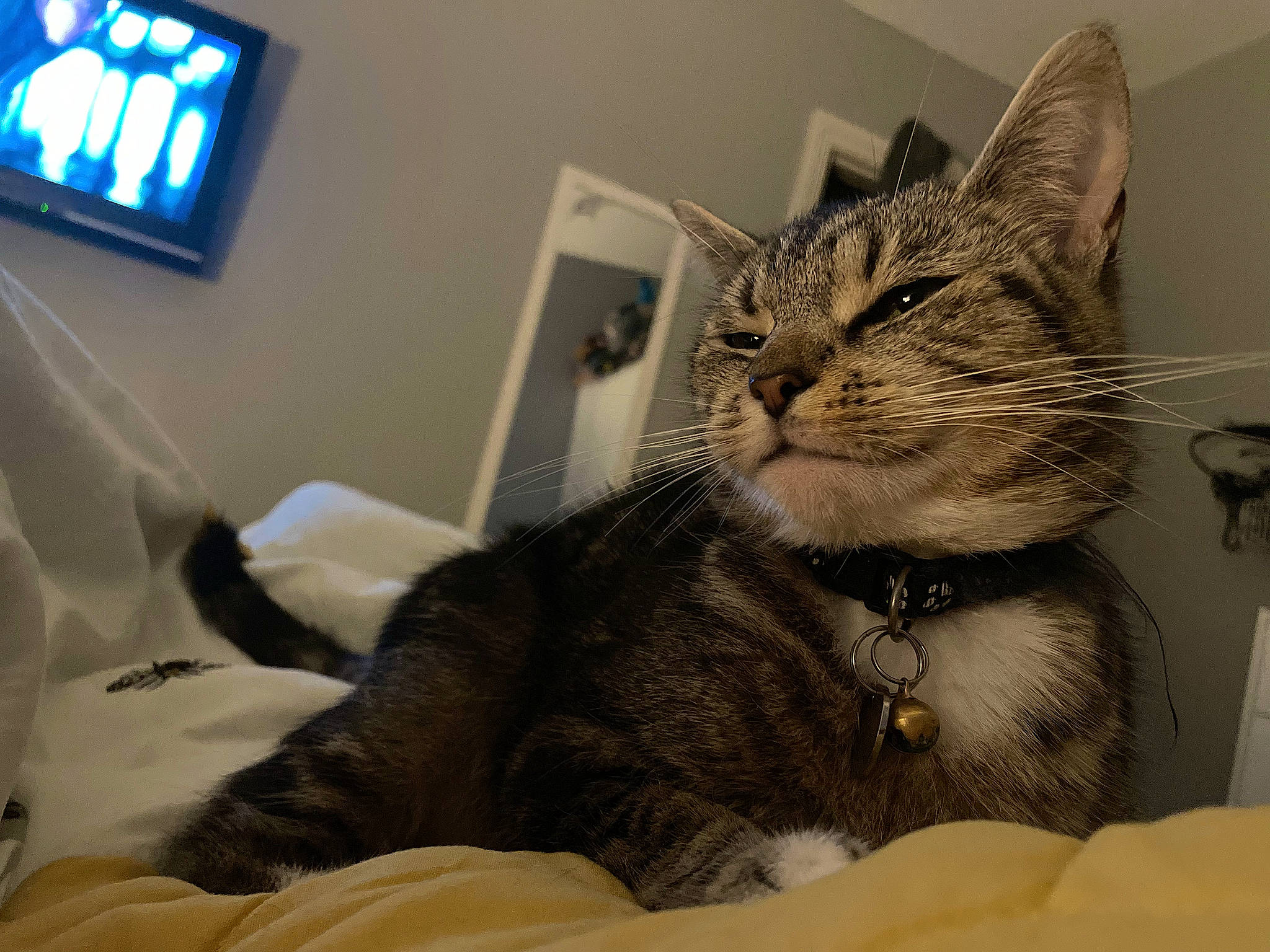 Maisie is registered to the contest to win money with this photo: box, cardboard, carnivore, cat, claw, comfort, display_device, domestic_short_haired_cat, felidae, fur, paw, room, small_to_medium_sized_cats, snout, television, whiskers, window