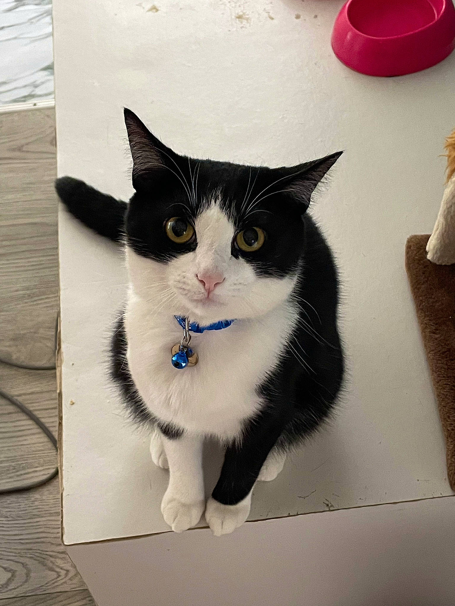 Leo joined the competition — help win amazing prizes! box, carmine, carnivore, cat, domestic_short_haired_cat, felidae, flooring, fur, grey, packaging_and_labeling, paper_product, paw, rectangle, small_to_medium_sized_cats, snout, square, tail, whiskers, window, wood