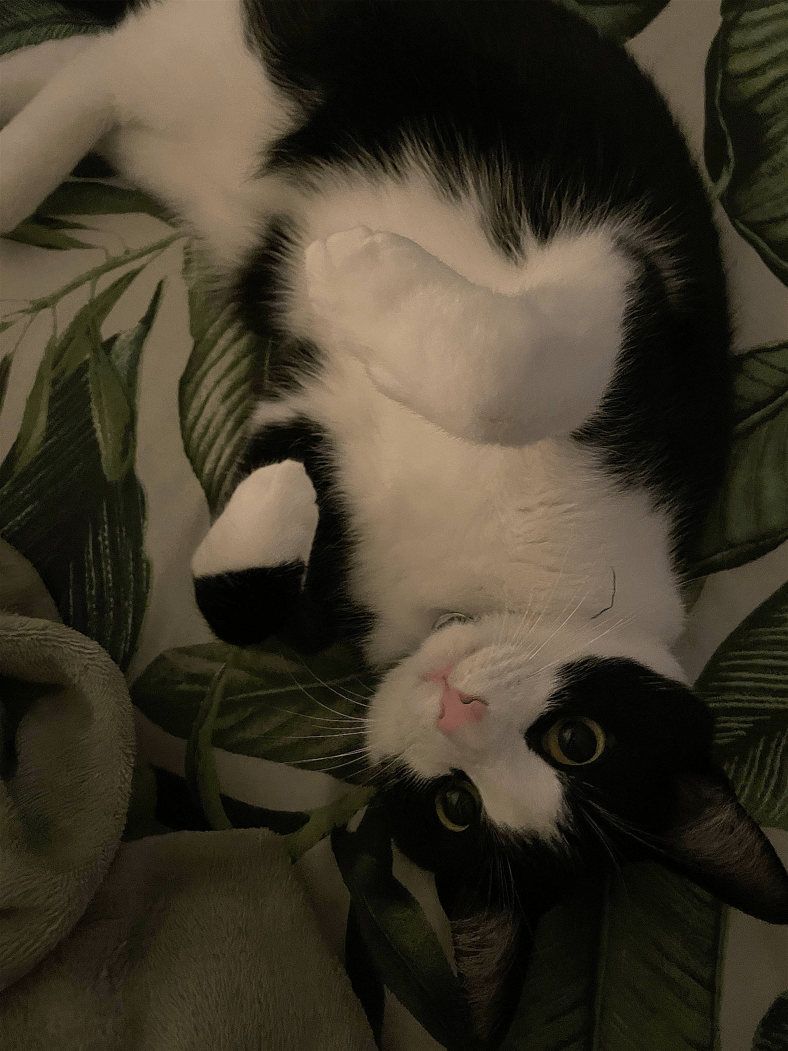 Leo is registered to the contest to win money with this photo: carnivore, cat, claw, close_up, comfort, dog_breed, domestic_short_haired_cat, felidae, fur, mammal, monochrome_photography, nap, paw, petal, plant, small_to_medium_sized_cats, snout, tail, vertebrate, whiskers