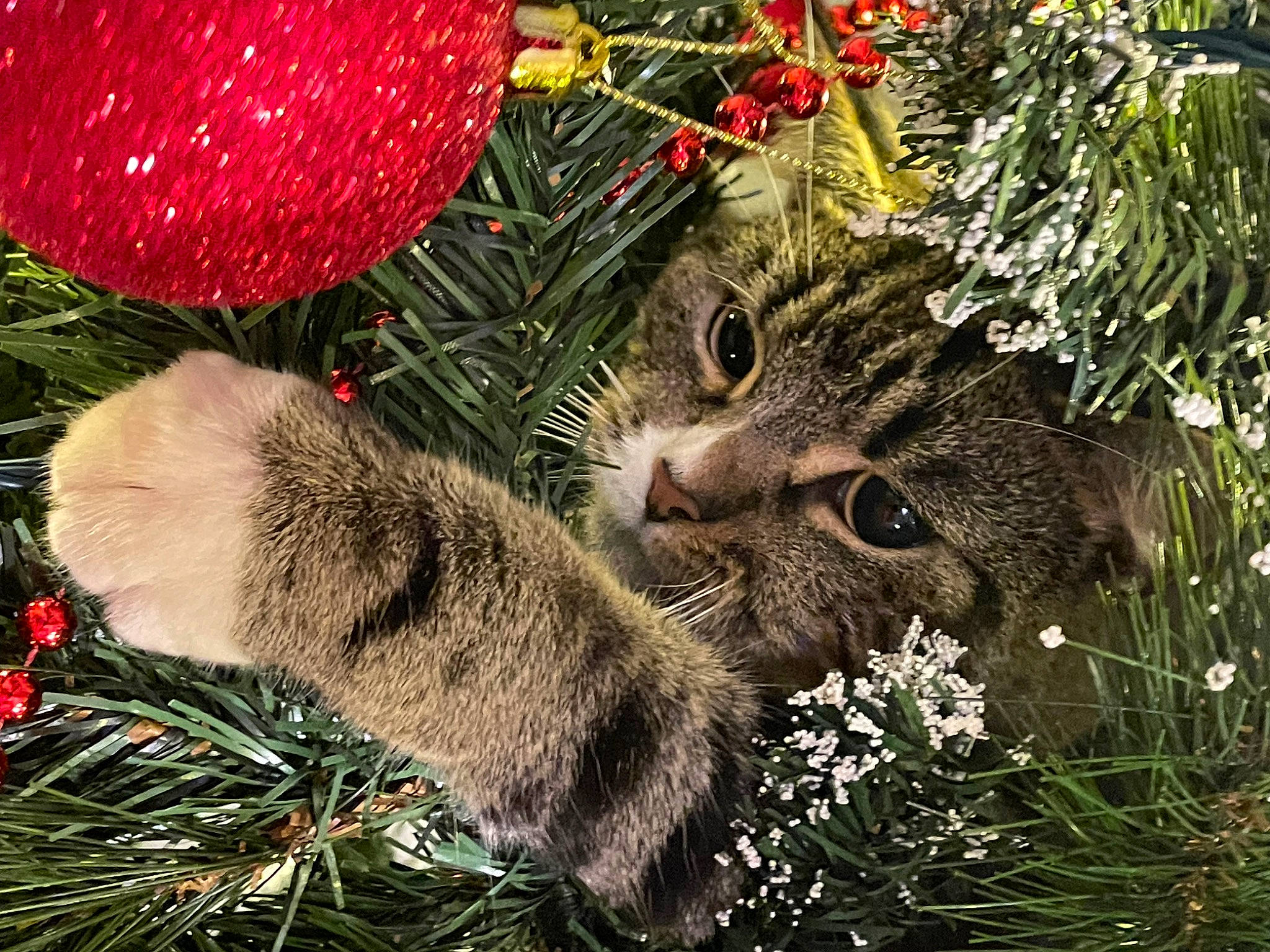 Luna joined the competition — help win amazing prizes! carnivore, cat, christmas_decoration, christmas_ornament, christmas_tree, conifer, event, evergreen, felidae, grass, groundcover, holiday, holiday_ornament, plant, small_to_medium_sized_cats, snout, tail, terrestrial_plant, tree, whiskers