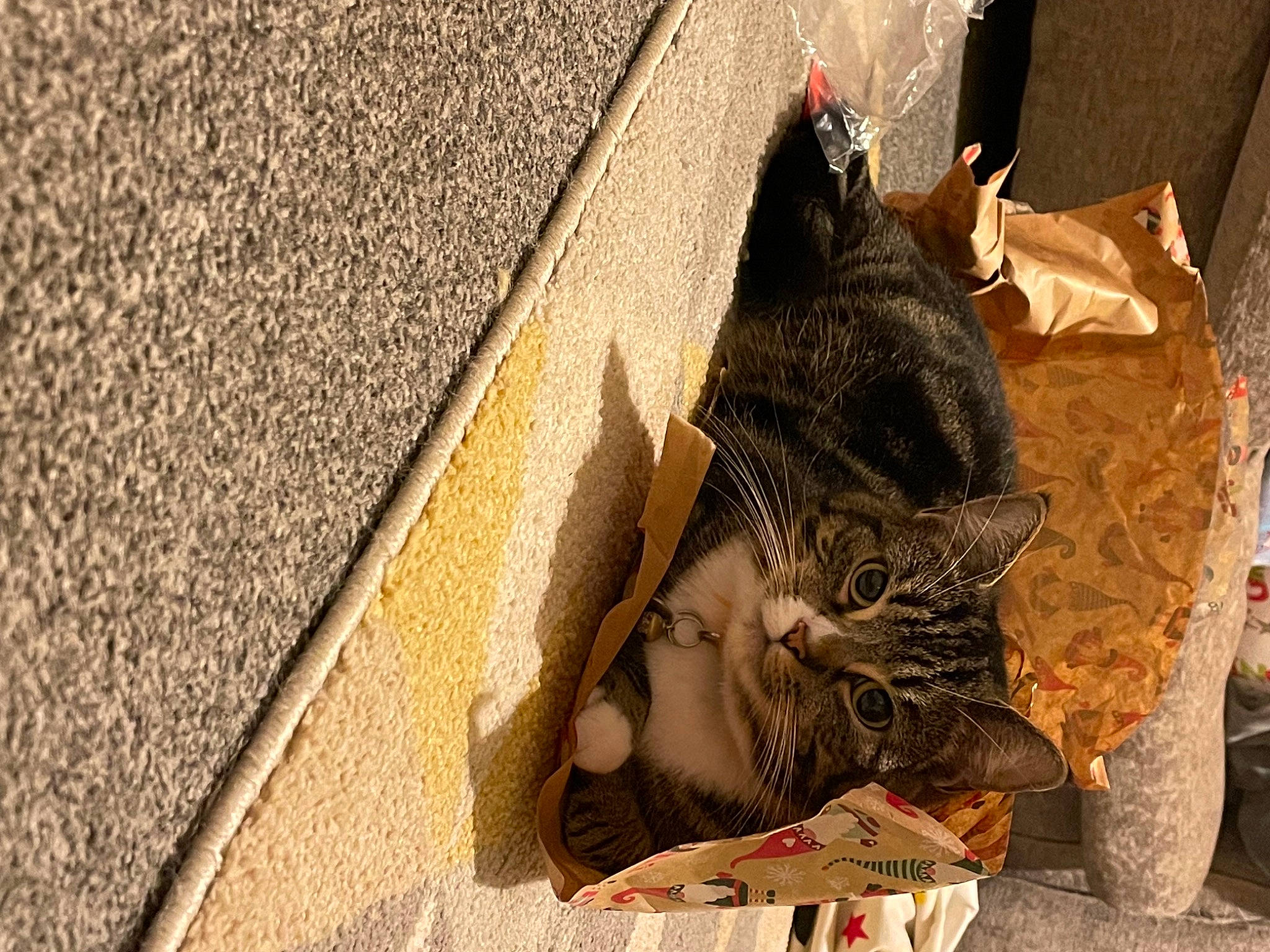 Luna is registered to the contest to win money with this photo: carnivore, cat, concrete, domestic_short_haired_cat, felidae, flooring, fur, grass, nap, pattern, road_surface, sand, sitting, small_to_medium_sized_cats, snout, street, tail, whiskers, window, wood
