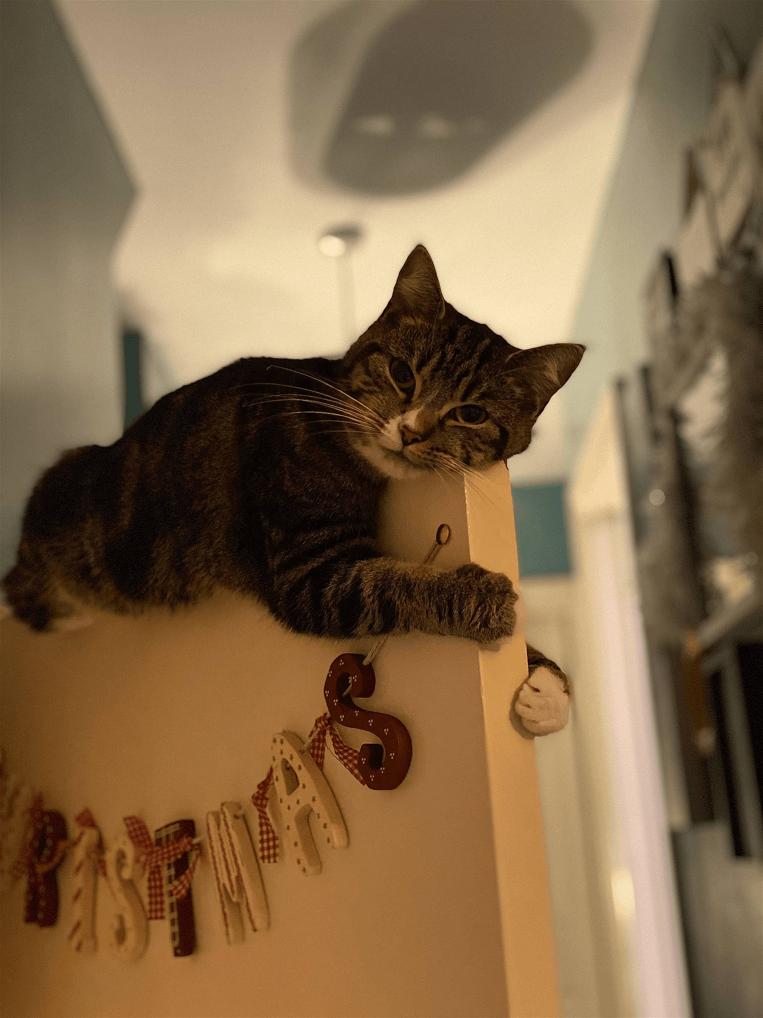 Luna joined the competition — help win amazing prizes! carnivore, cat, domestic_short_haired_cat, felidae, fur, grey, monochrome, monochrome_photography, pattern, room, small_to_medium_sized_cats, tail, tree, whiskers, wood