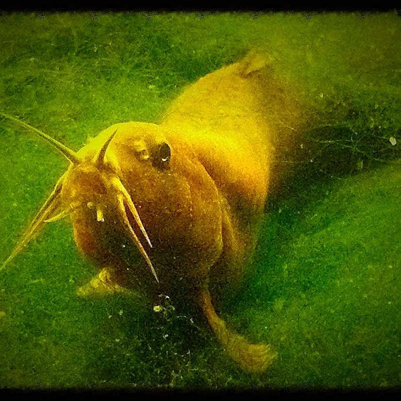 Morgan's Fish joined the competition — help win amazing prizes!