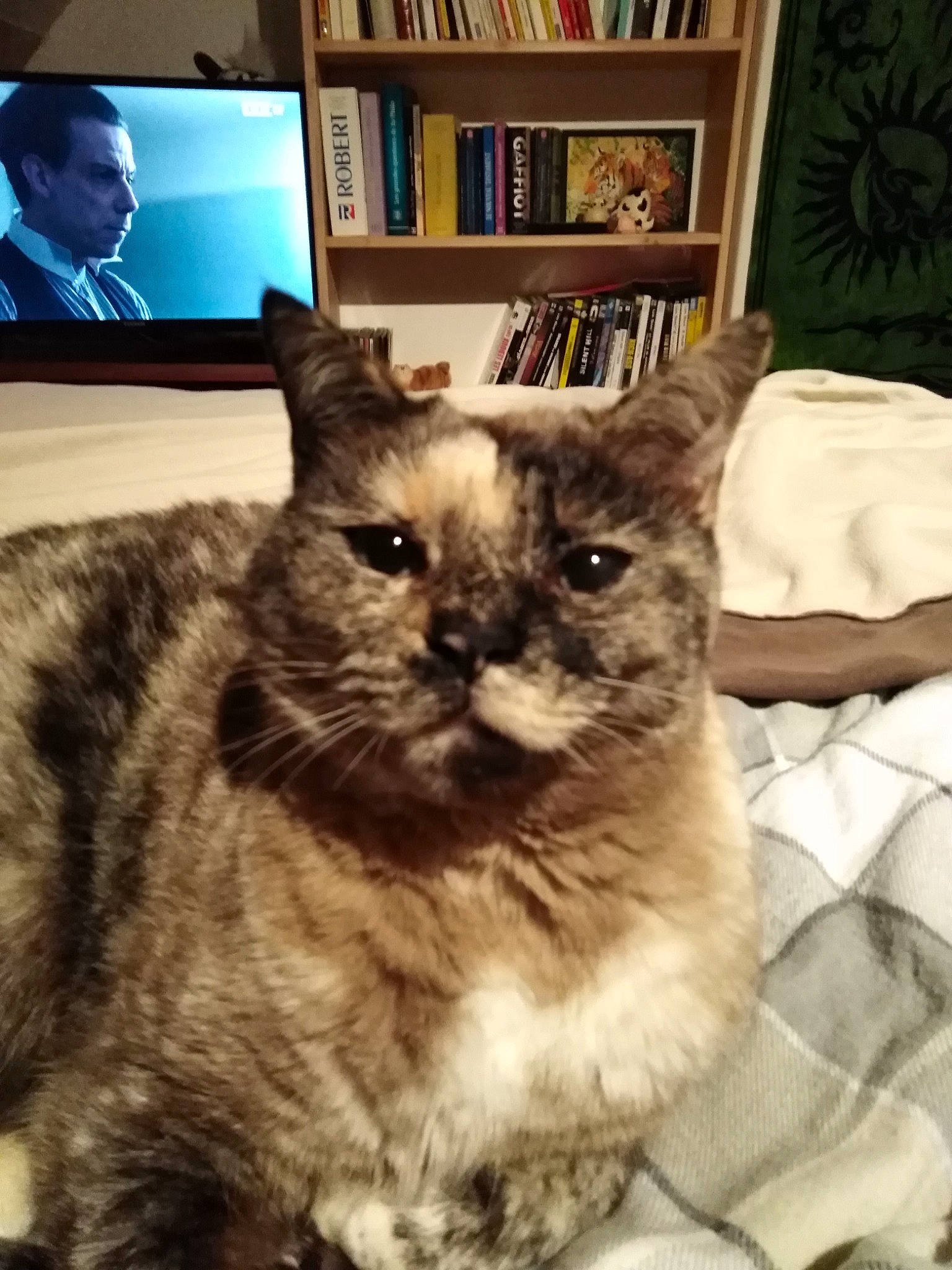 Pepite Chat participe au concours pour gagner de l'argent avec cette photo : american_shorthair, asian, carnivore, cat, domestic_short_haired_cat, ear, european_shorthair, felidae, fur, german_rex, kitten, mammal, nebelung, person, small_to_medium_sized_cats, tabby_cat, whiskers