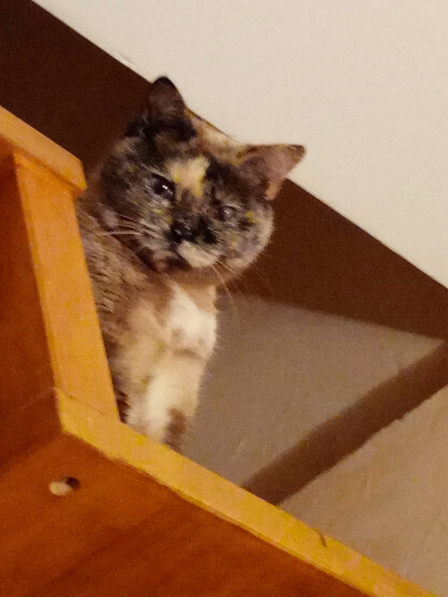 Pepite Chat a rejoint le concours — aidez-le/la à gagner de superbes lots ! box, british_semi_longhair, carnivore, cat, domestic_long_haired_cat, domestic_short_haired_cat, european_shorthair, fawn, felidae, kitten, maine_coon, mammal, norwegian_forest_cat, small_to_medium_sized_cats, whiskers