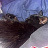 cat, black_cat, sleeping, resting, lying_down, paw, whiskers, ears, fur, animal, pet, bed, bedding, bedroom, indoor, cozy, relaxed, close_up, blue_background, red_graphic