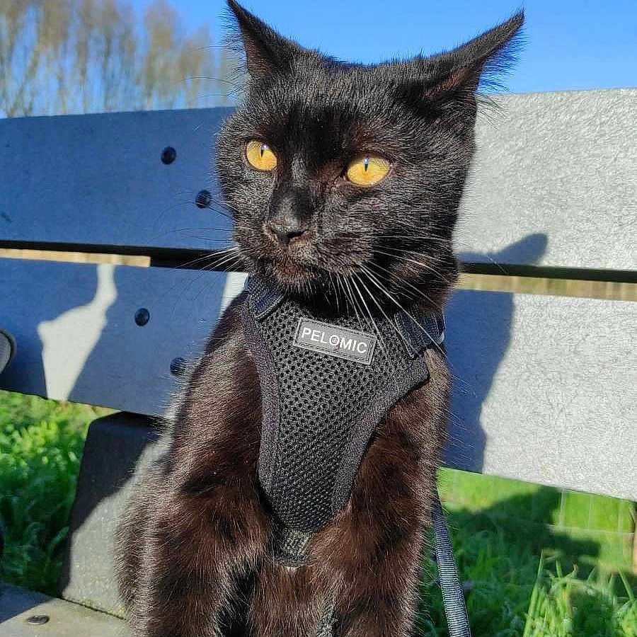 Eliott a rejoint le concours — aidez-le/la à gagner de superbes lots ! cat, black_cat, animal, pet, feline, harness, leash, bench, outdoor, park, grass, blue_sky, sunlight, portrait, sitting, golden_eyes, whiskers, fur, serious_expression, nature