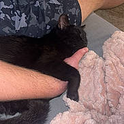 Eliott a rejoint le concours — aidez-le/la à gagner de superbes lots ! black_cat, cat, sleeping, cuddling, pet, animal, indoor, cozy, blanket, pink_blanket, human_arm, person, relaxed, resting, furry, whiskers, ears, tail, couch, nap