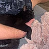 black_cat, cat, sleeping, cuddling, pet, animal, indoor, cozy, blanket, pink_blanket, human_arm, person, relaxed, resting, furry, whiskers, ears, tail, couch, nap