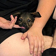 Ozzy joined the competition — help win amazing prizes! puppy, dog, person, hand, finger, licking, legs, skin, black_clothing, sitting, cute, pet, comfort, affection, domestic_animal, young_dog, furry, indoor, closeup, bonding