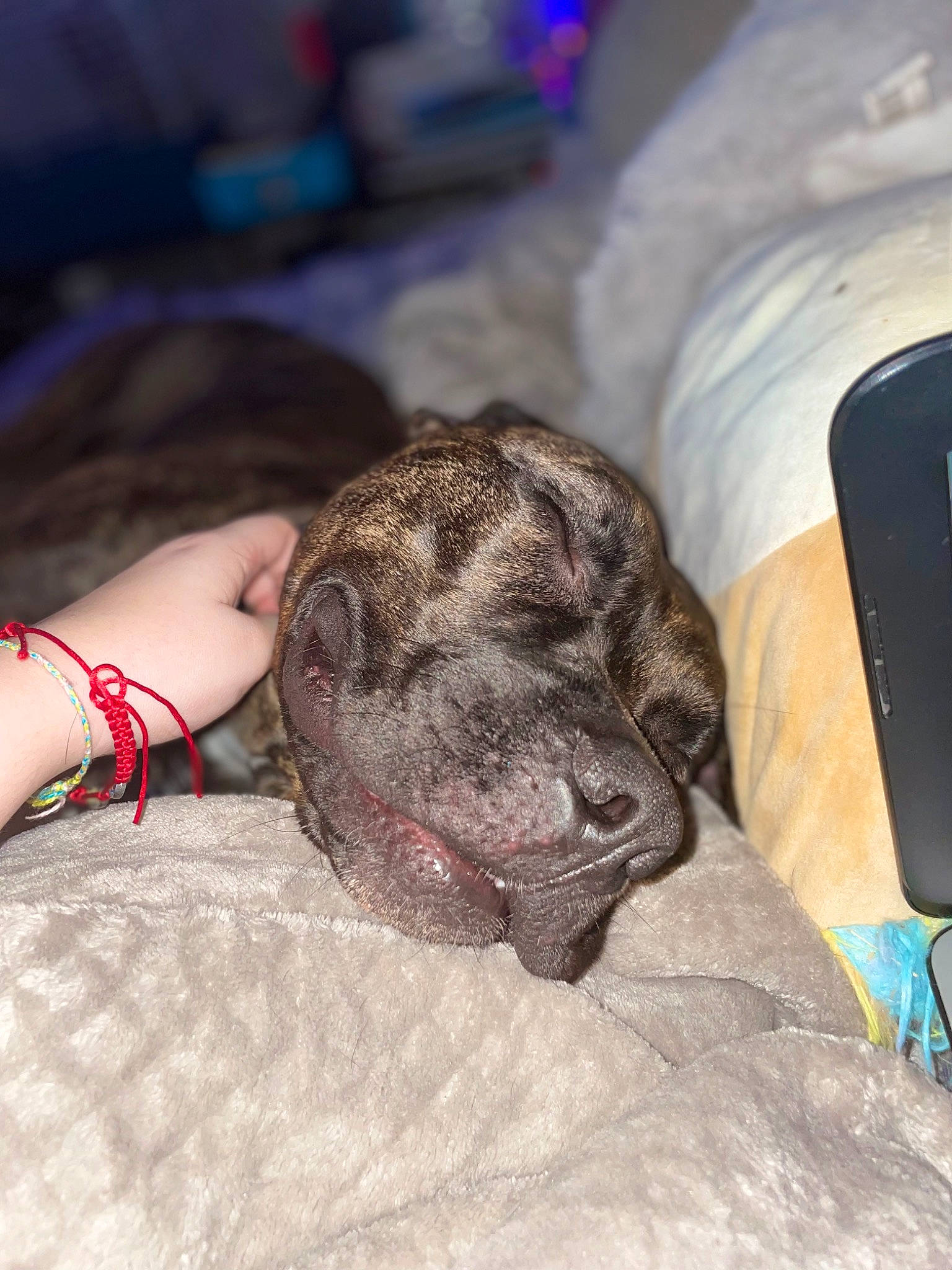 Charlie joined the competition — help win amazing prizes! canidae, carnivore, comfort, companion_dog, dog, dog_breed, fawn, fur, linens, liver, nap, pug, snout, sporting_group, terrestrial_animal, toy_dog, whiskers, working_animal, wrinkle, wrist