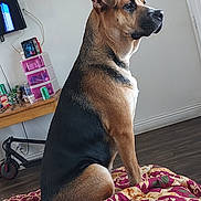 Minnie joined the competition — help win amazing prizes! attentive, bed, bedroom, black_coat, blanket, brown_coat, comforter, dog, domestic_animal, drink_can, furniture, hardwood_floor, indoor, looking_away, pet, profile_view, scooter, sitting, table, television