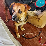 Minnie joined the competition — help win amazing prizes! dog, pet_bed, toy, blanket, wooden_floor, shoe_rack, shoe, indoor, curious, brown_dog, black_dog, floor, furniture, leash, candy_cane_toy, clothing, person_leg, casual, room, household