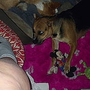 Minnie joined the competition — help win amazing prizes! bed, blanket, cardboard_box, carpet, dog, dogs, flash_eye, human_leg, indoor, mickey_mouse_toy, night_photo, paw, pet_bed, pink_rug, plush_toy, rug, shoe, sleeping_dog, small_dog, toy