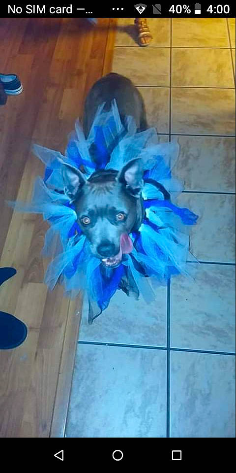 Jayden Jean is registered to the contest to win money with this photo: art, blue, costume, cut_flowers, door, electric_blue, fashion_accessory, feather, flooring, floral_design, fur, hair_accessory, headpiece, mask, natural_material, petal, plant, purple, visual_arts, wing