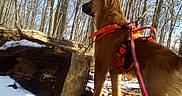 Bruce is registered to the contest to win money with this photo: alert, animal, canine, daylight, dog, fallen_leaves, forest, leash, mammal, nature, orange_harness, outdoor, pet, scenery, snow, standing, sunlight, trees, winter, woodland