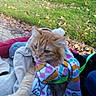 Houdini joined the competition — help win amazing prizes! animal, blanket, cat, colorful, cozy, curious, cute, fall, feline, friendly, grass, leaves, nature, orange_cat, outdoor, paw, pet, scarf, soft, warm