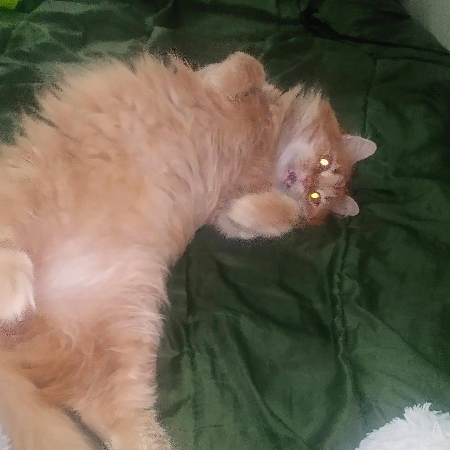 Houdini joined the competition — help win amazing prizes! animal, bed, blanket, cat, cozy, cute, domestic_cat, feline, fluffy, fur, green_blanket, indoor, lying_down, orange_cat, pet, relaxed, resting, sleepy, tail, whiskers