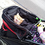 Houdini is registered to the contest to win money with this photo: animal, baby_stroller, babytrend, blanket, cat, colorful, cozy, cute, fabric, fur, open_mouth, orange_cat, outdoor, pet, playful, sidewalk, street, toy, transport, wheel