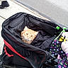Houdini is registered to the contest to win money with this photo: animal, black, boot, cat, closeup, clothing, colorful, fabric, jacket, orange_cat, outdoor, pattern, person, pet, sidewalk, stroller, toy, urban, walking, wheel