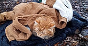 Houdini joined the competition — help win amazing prizes! animal, black_jacket, brown_jacket, cat, cozy, dry_leaves, fall, fur, grass, jacket, leaves, nature, orange_cat, outdoor, pet, playground, playground_equipment, resting, tree, wood_chips