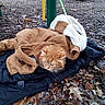 animal, black_jacket, brown_jacket, cat, cozy, dry_leaves, fall, fur, grass, jacket, leaves, nature, orange_cat, outdoor, pet, playground, playground_equipment, resting, tree, wood_chips