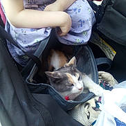 Pretty Girl joined the competition — help win amazing prizes! animal, bag, casual, cat, child, closeup, colorful, comfort, curious, fabric, floral_dress, hand, indoor, person, pet, plastic_bag, resting, seated, sitting, soft_lighting