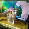 Pretty Girl joined the competition — help win amazing prizes! animal, animation, cartoon, cat, curious, domestic_cat, feline, fur, gray, hand, household, indoor, lion_king, orange, pet, screen, sitting, table, television, white