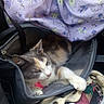 Pretty Girl joined the competition — help win amazing prizes! animal, bag, blanket, calico, casual, cat, comfort, cozy, fabric, feline, floral_pattern, gray, indoor, paws, pet, relaxing, resting, stuffed, white, zipper