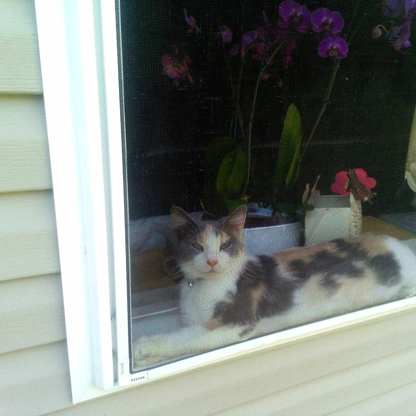 Pretty Girl