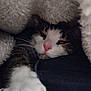 Groot participe au concours pour gagner de l'argent avec cette photo : animal, blanket, cat, claws, closeup, cozy, cute, fur, indoor, nose, paw, pet, relaxing, resting, sleepy, soft, tabby, warm, whiskers, white_paw