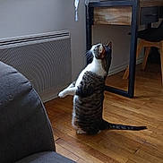 Groot participe au concours pour gagner de l'argent avec cette photo : cat, chair, couch, cozy, curtains, daylight, desk, furniture, home, indoor, looking_up, natural_light, pet, plant, potted_plant, relaxed, sitting, tabby_cat, window, wooden_floor
