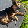 Kilo is registered to the contest to win money with this photo: dog, leash, trampoline, grass, sunlight, doghouse, outdoor, pet, collar, animal, resting, ears_up, black_and_tan, shadow, spring, nature, daylight, canine, relaxed, backyard