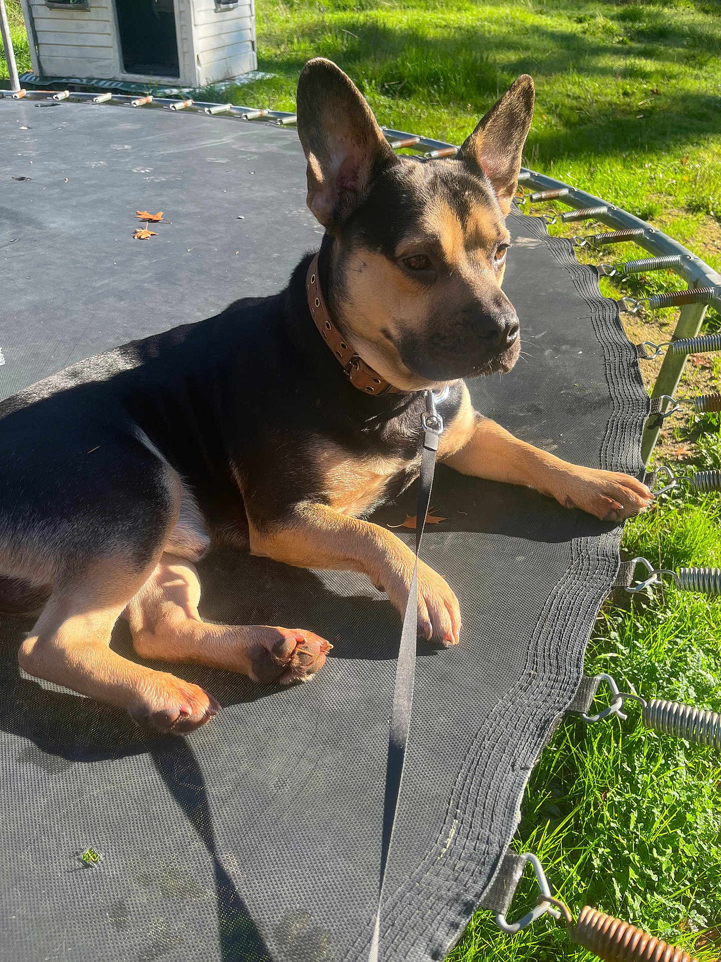 Kilo is registered to the contest to win money with this photo: dog, leash, trampoline, grass, sunlight, doghouse, outdoor, pet, collar, animal, resting, ears_up, black_and_tan, shadow, spring, nature, daylight, canine, relaxed, backyard