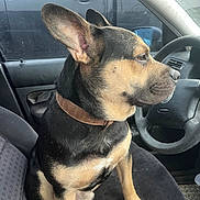Kilo is registered to the contest to win money with this photo: dog, pet, car_interior, steering_wheel, seat, window, collar, canine, animal, sitting, brown, black, ears, side_view, vehicle, dashboard, indoor, waiting, companion, travel