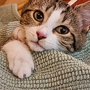 Poucha a rejoint le concours — aidez-le/la à gagner de superbes lots ! cat, tabby_cat, white_cat, pet, animal, feline, close_up, portrait, face, eyes, ears, whiskers, pink_nose, paw, lying_down, cozy, blanket, knitted_fabric, indoor, warm_lighting