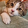 cat, tabby_cat, white_cat, pet, animal, feline, close_up, portrait, face, eyes, ears, whiskers, pink_nose, paw, lying_down, cozy, blanket, knitted_fabric, indoor, warm_lighting
