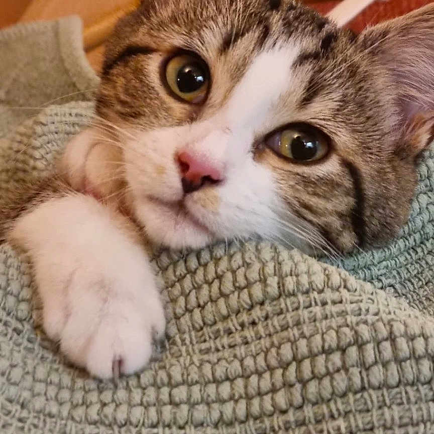 Poucha a rejoint le concours — aidez-le/la à gagner de superbes lots ! cat, tabby_cat, white_cat, pet, animal, feline, close_up, portrait, face, eyes, ears, whiskers, pink_nose, paw, lying_down, cozy, blanket, knitted_fabric, indoor, warm_lighting