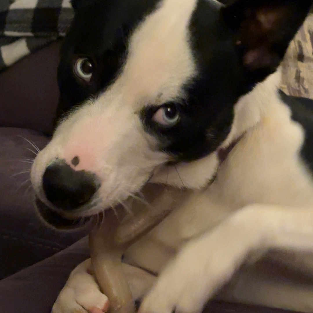 Hank is registered to the contest to win money with this photo: accessories, animal, bodypart, bulldog, canine, chair, chihuahua, couch, dog, finger, furniture, hand, hound, husky, person, pet, pointer, puppy, strap, whitedog