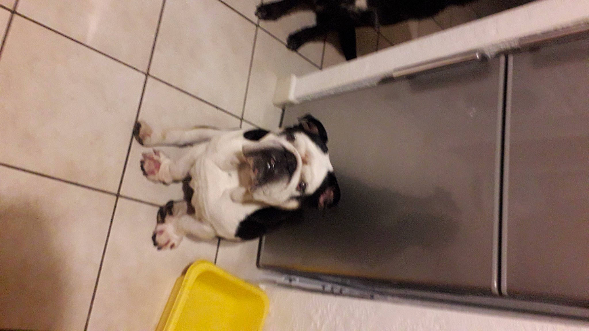 Jocker a rejoint le concours — aidez-le/la à gagner de superbes lots ! bulldog, carnivore, companion_dog, dog, dog_breed, fawn, felidae, floor, flooring, hardwood, mammal, pet_supply, pug, small_to_medium_sized_cats, snout, tail, toy_dog, vertebrate, wood, working_animal