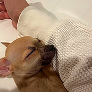 Juliet joined the competition — help win amazing prizes! puppy, dog, sleeping, tan, small_dog, blanket, white_blanket, cozy, hand, resting_hand, indoor, close_up, pet, animal, cute, relaxation, nap, soft_texture, warm, peaceful