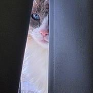 Bullet joined the competition — help win amazing prizes! cat, pet, curtain, peek, blue_eye, pink_nose, whiskers, fluffy_fur, close_up, window, indoor, soft_light, portrait, vertical_blinds, texture, mischievous, domestic_cat, peekaboo, curiosity, household