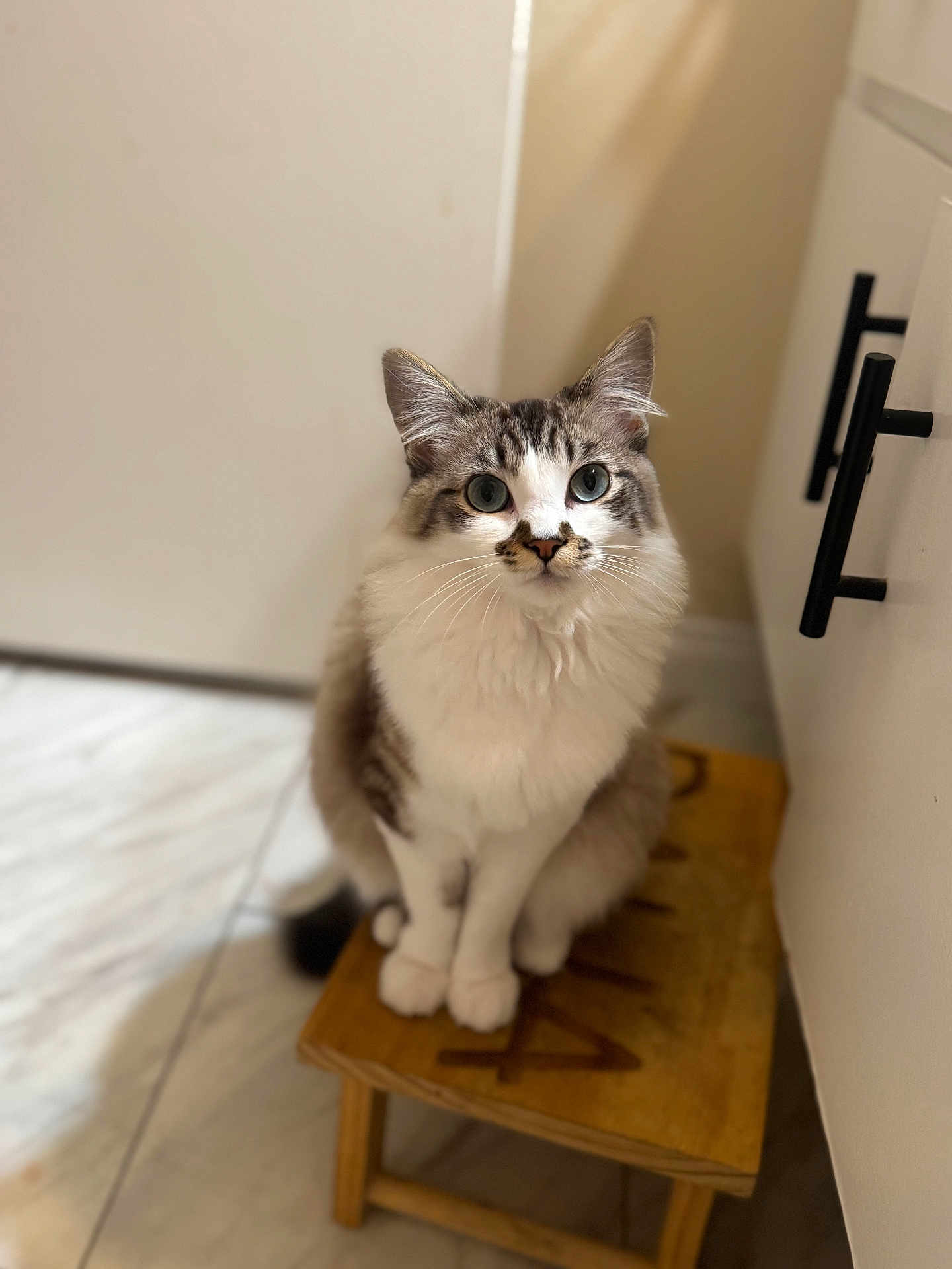 Daisy joined the competition — help win amazing prizes! cat, indoor, feline, blue_eyes, fluffy, stool, wooden, pet, curious, sitting, closeup, floor, domestic_animal, whiskers, ears, tail, fur, household, portrait, animal