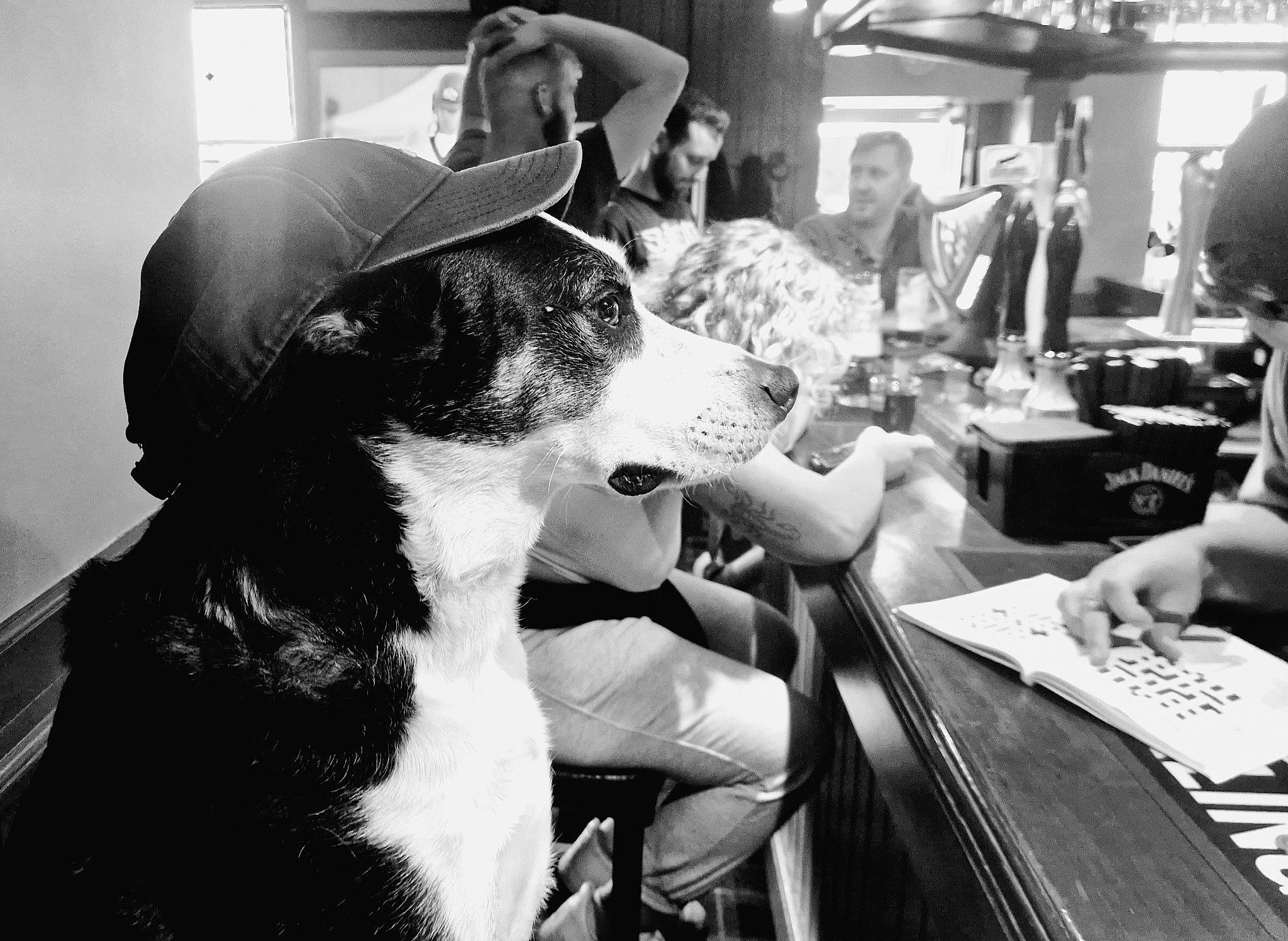 Moss joined the competition — help win amazing prizes! black_and_white, canidae, carnivore, chair, collar, companion_dog, dog, dog_breed, event, eyewear, monochrome, monochrome_photography, sitting, sporting_group, street, style, t_shirt, table, whiskers, working_dog