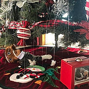 Kitty is registered to the contest to win money with this photo: cat, christmas_tree, ornaments, plush_toy, gingerbread, snowman, tree_skirt, red, green, decorations, holiday, indoor, carpet, vintage_tv, festive, curious, pet, relaxed, home, seasonal