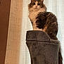Blue participe au concours pour gagner de l'argent avec cette photo : cat, fluffy, pet, indoor, cat_tree, furniture, curtain, brown, white, portrait, animal, domestic, cute, feline, sitting, looking, soft, cozy, home, relaxed