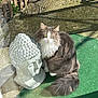 cat, fluffy, green_eyes, buddha_statue, stone, outdoor, garden, rake, wooden_fence, green_mat, sunlight, shadow, pet, animal, feline, curious, sitting, quiet, peaceful, nature