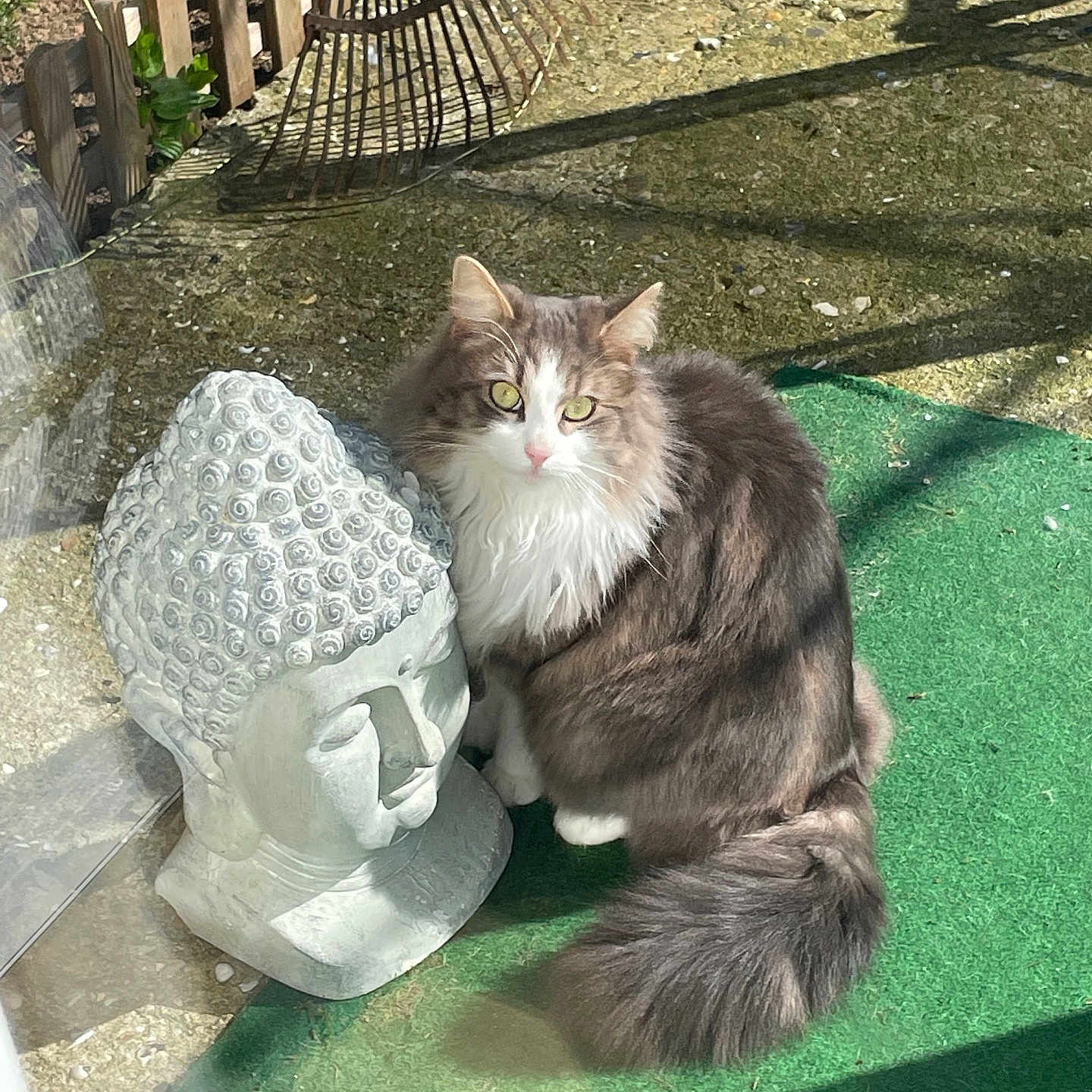 Blue a rejoint le concours — aidez-le/la à gagner de superbes lots ! animal, buddha_statue, cat, curious, feline, fluffy, garden, green_eyes, green_mat, nature, outdoor, peaceful, pet, quiet, rake, shadow, sitting, stone, sunlight, wooden_fence