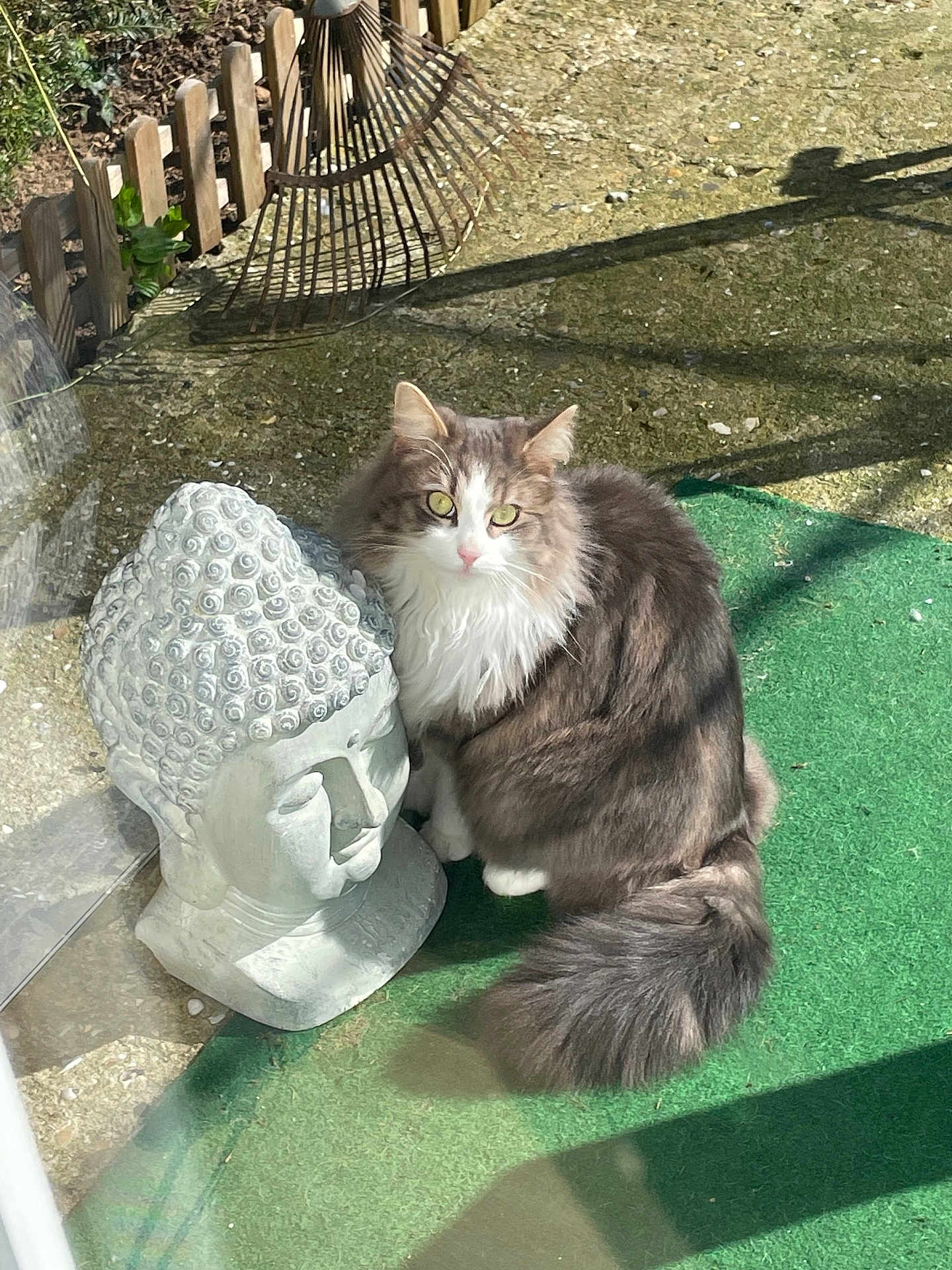 Blue a rejoint le concours — aidez-le/la à gagner de superbes lots ! cat, fluffy, green_eyes, buddha_statue, stone, outdoor, garden, rake, wooden_fence, green_mat, sunlight, shadow, pet, animal, feline, curious, sitting, quiet, peaceful, nature